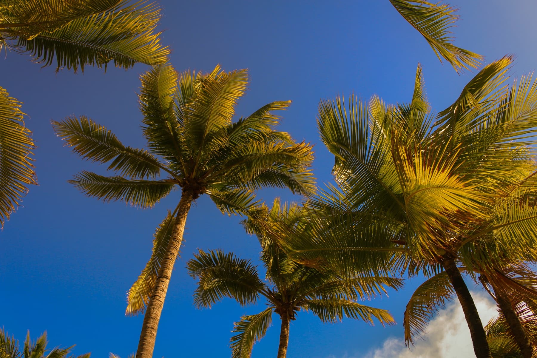 Palm trees against a blue sky in Mexico